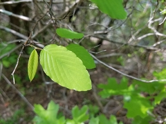 Rhamneae
