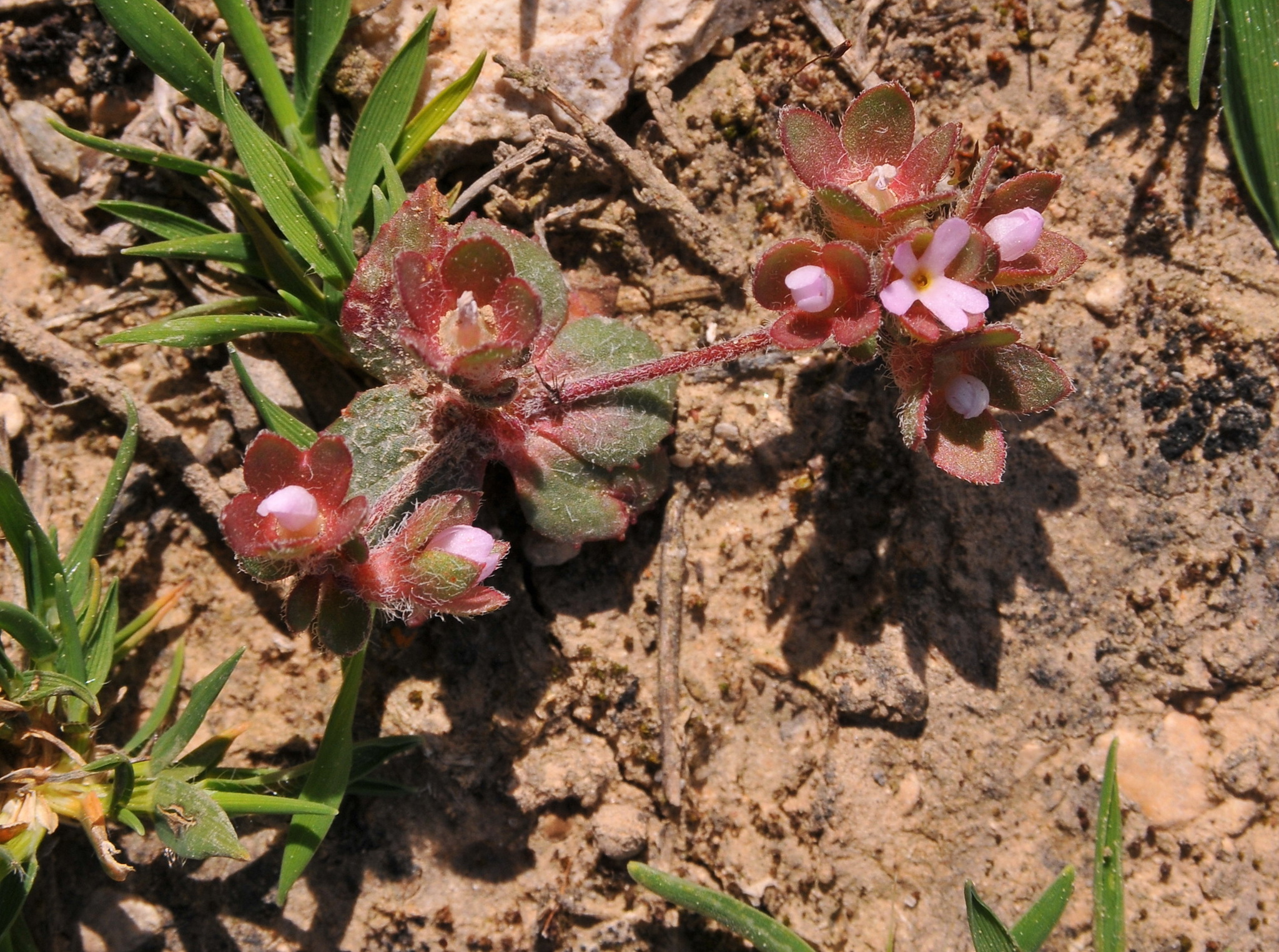 Androsace maxima