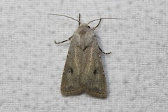 Agrotis vetusta
