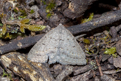 Taxeotis reserata