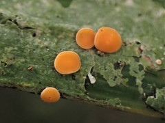 Coenogonium fallaciosum