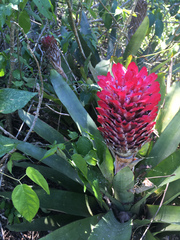 Quesnelia quesneliana