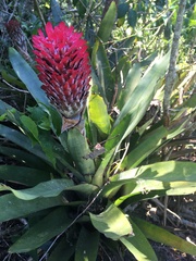 Quesnelia quesneliana