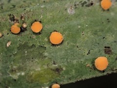 Coenogonium fallaciosum