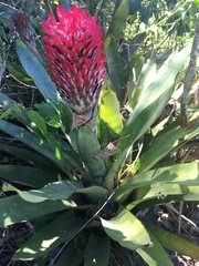 Quesnelia quesneliana