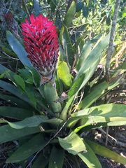 Quesnelia quesneliana