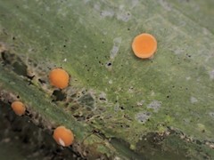 Coenogonium fallaciosum