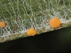 Coenogonium fallaciosum