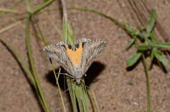 Anydrophila mirifica