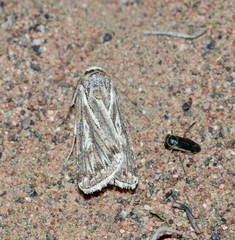 Dichagyris multicuspis