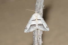 Digrammia tancrearia