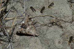 Drasteria flexuosa