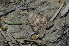 Drasteria flexuosa
