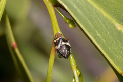 Bathyllus albicinctus