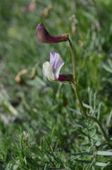 Vicia subvillosa