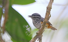 Hypocnemis peruviana