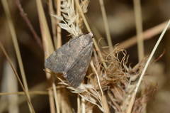 Dysmilichia bicyclica