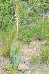 Eremurus altaicus