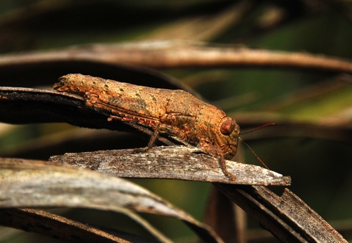 Lentulidae