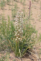 Eremurus anisopterus