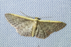 Idaea inversata