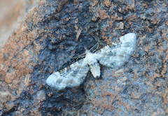 Eupithecia gratiosata