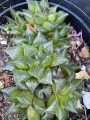 Haworthia mirabilis