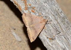Euclidia munita