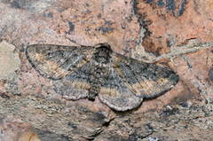 Jankowskia bituminaria