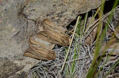 Mythimna anderreggii