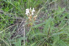 Pedicularis physocalyx