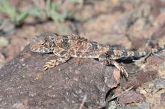 Phrynocephalus helioscopus