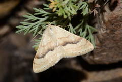 Acidalia divisaria