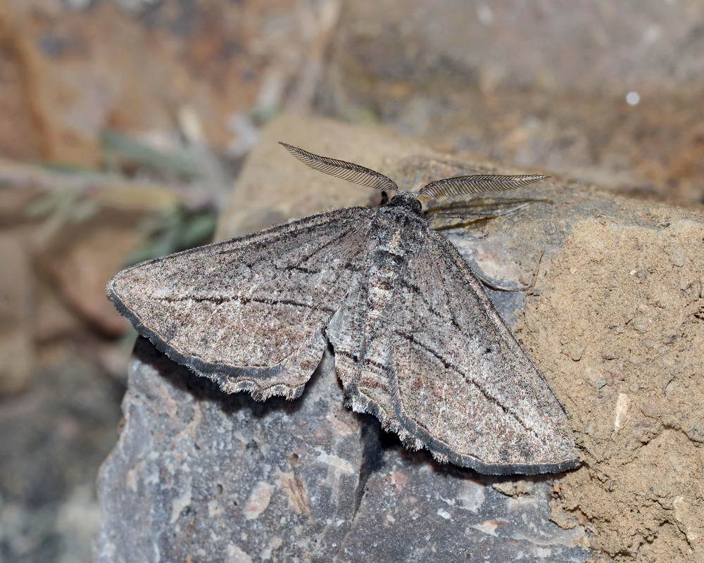 Phthonandria strictaria