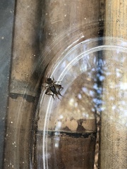 Loxoblemmus appendicularis