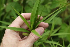 Myoporum betcheanum