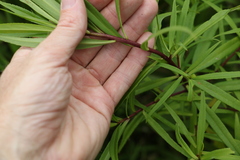 Myoporum betcheanum