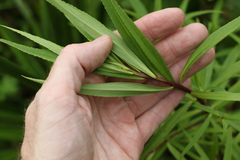 Myoporum betcheanum