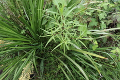 Myoporum betcheanum