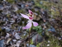 Caladenia bartlettii