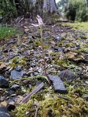 Caladenia bartlettii