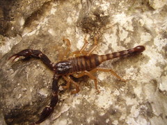 Scorpiones