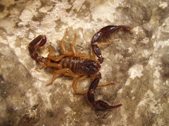 Scorpiones