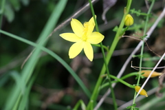 Bulbine vagans