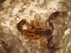 Scorpiones