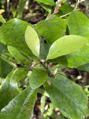 Alseuosmia macrophylla