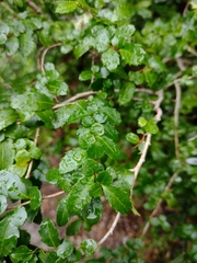 Azara lanceolata