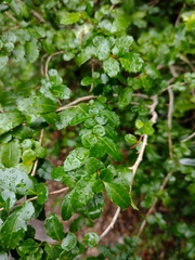 Azara lanceolata