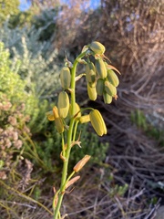 Albuca flaccida