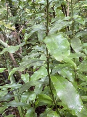 Alseuosmia macrophylla